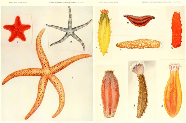 古插畫圖鑑_BHL_Echinoderms from Australia.jpg