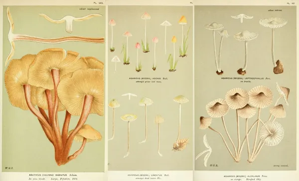古插畫圖鑑_BHL_Illustrations of British fungi.jpg