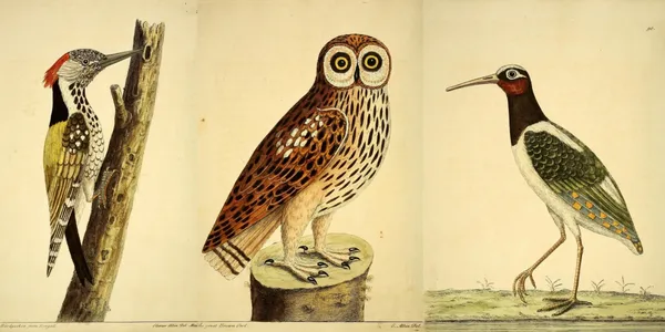 古插畫圖鑑_BHL_A natural history of birds.jpg