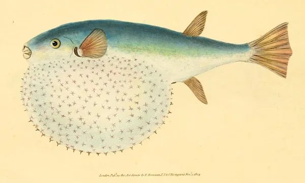 古插畫圖鑑_BHL_The natural history of British fishes.jp