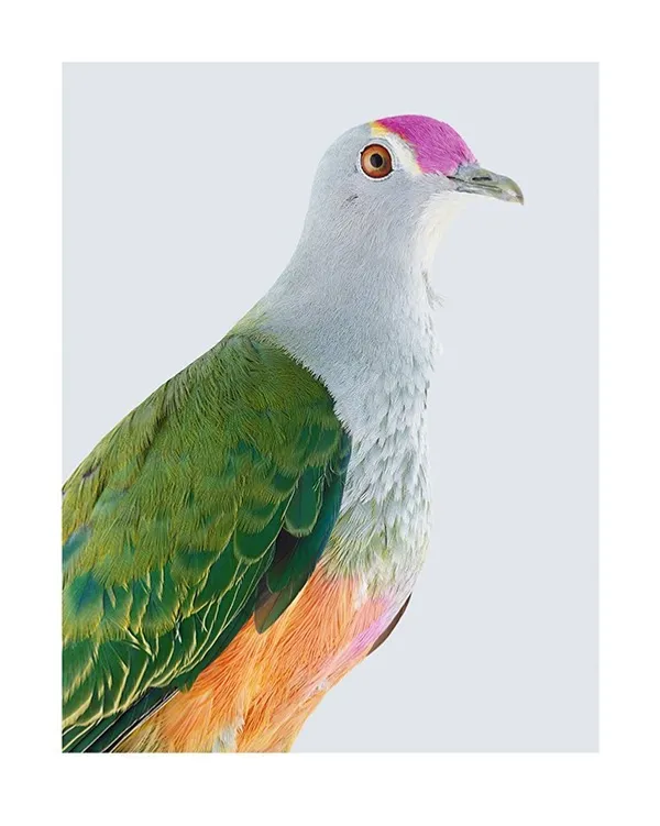 191028 澳洲鳥肖像攝影師 Leila Jeffreys Ornithurae 01_Rose 