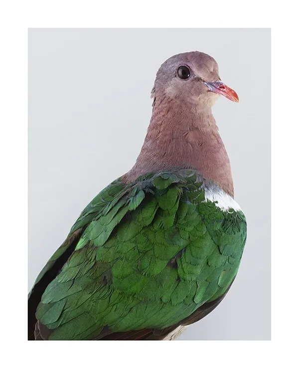 191028 澳洲鳥肖像攝影師 Leila Jeffreys Ornithurae 05_Emera