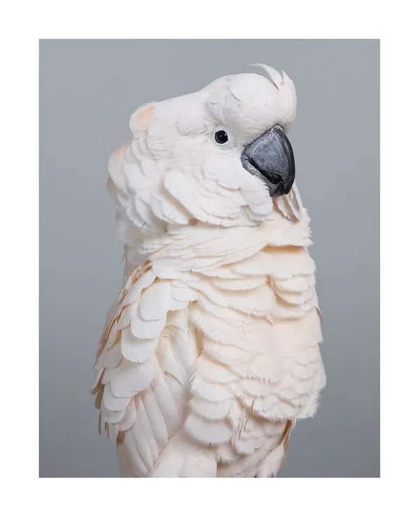 191028 澳洲鳥肖像攝影師 Leila Jeffreys Ornithurae 06_'Cyri