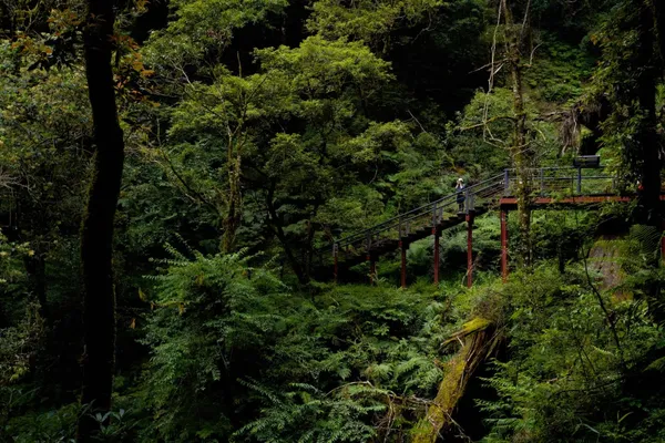 3月-拉拉山裡紅檜、扁柏神木群，屬於國有林自然保護區-淨愛高山.jpg