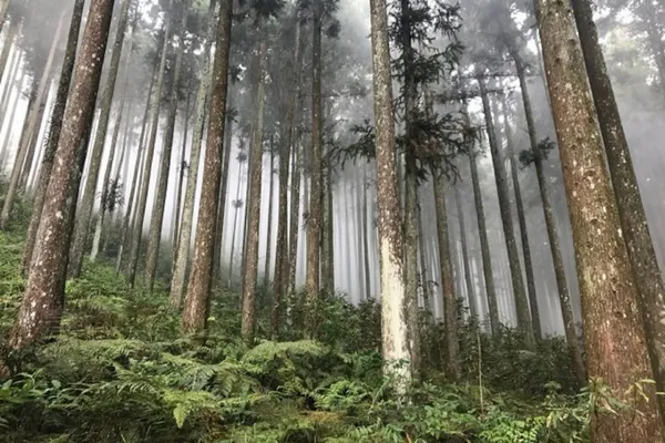 奧丁丁