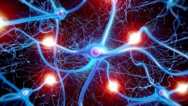 brain4.jpg