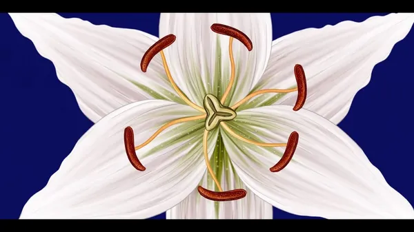 植物動畫_Story of Flowers_07.jpg
