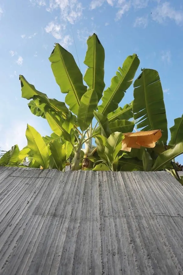 Planter Box House 09.jpg