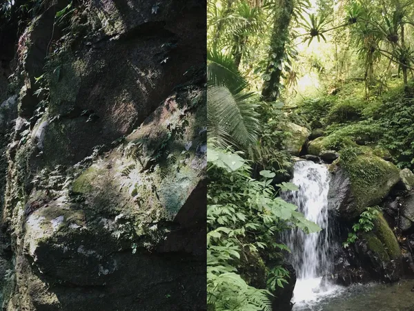礁溪老爺樂遊抹茶山