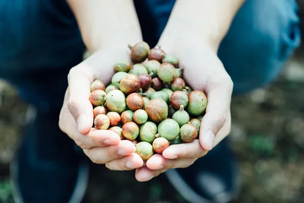 風格品牌經營學-茶籽堂