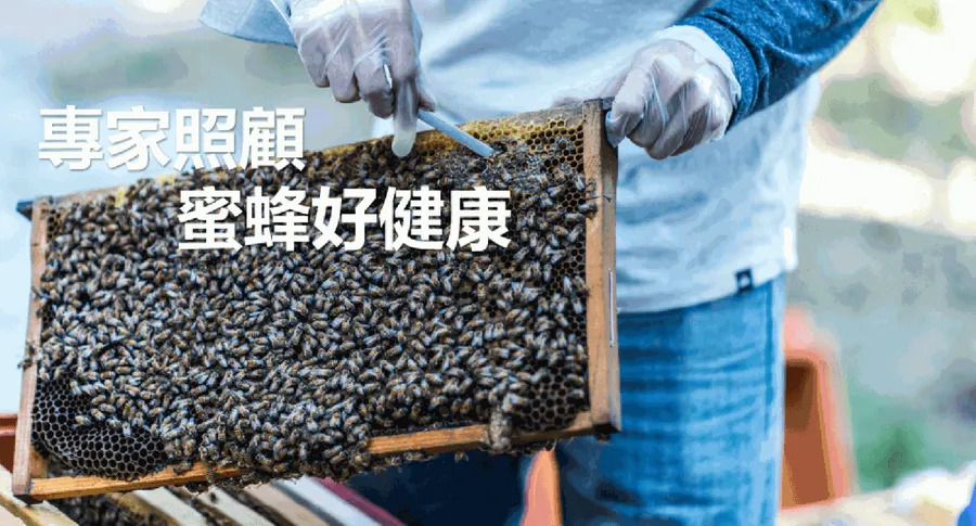 進擊的平腹小蜂！必麥農牧創辦人回歸家傳養蜂事業，以蟲制蟲打造友善農業
