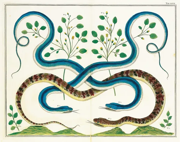 收藏家 Albertus Seba 06.jpg