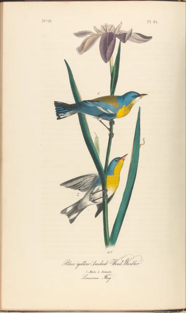 大都會博物館 動物森友會 Audubon birds 02.jpg