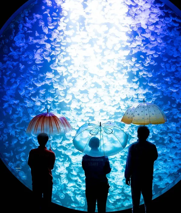 水母雨傘4-3.jpg