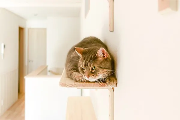 Felissimo 貓部 貓公寓 06.jpg