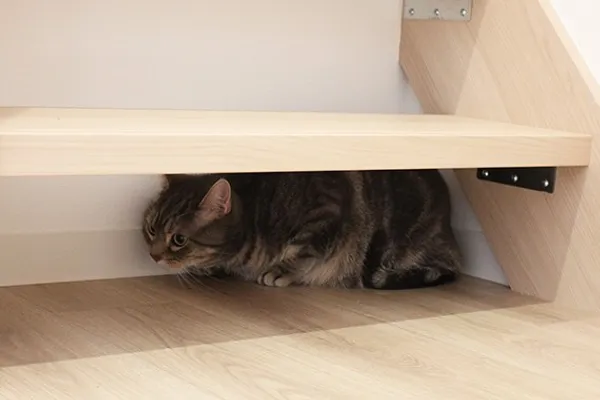Felissimo 貓部 貓公寓 17.jpg