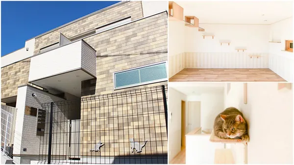最「貓性化」的公寓！玻璃貓咪步道、木質貓跳台，日本打造貓奴專屬公寓