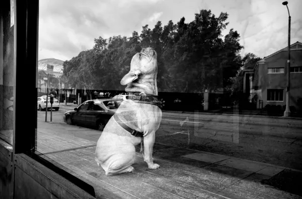 【新聞圖片3】Alan Schaller M10M - How Much Is That Doggy