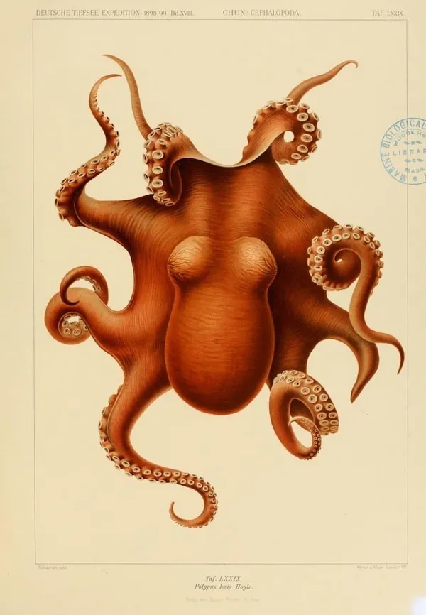深海生物古插畫02.jpg
