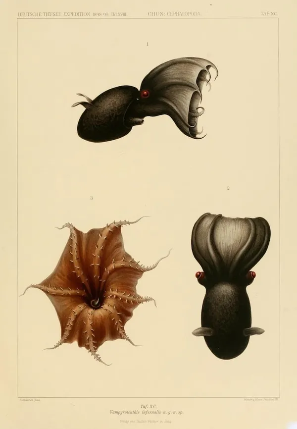 深海生物古插畫03.jpg