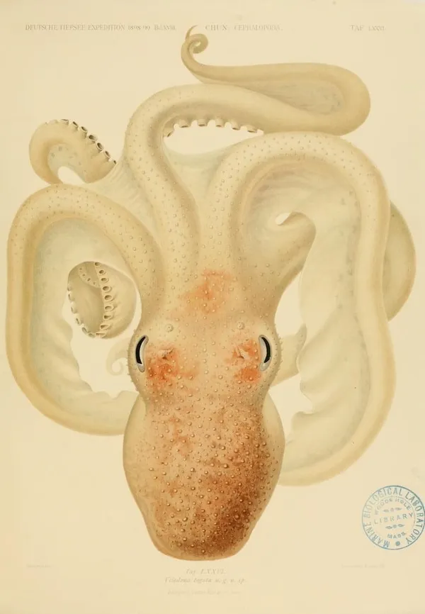 深海生物古插畫04.jpg