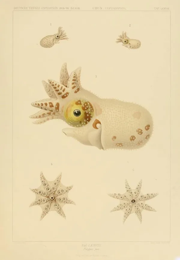 深海生物古插畫07.jpg