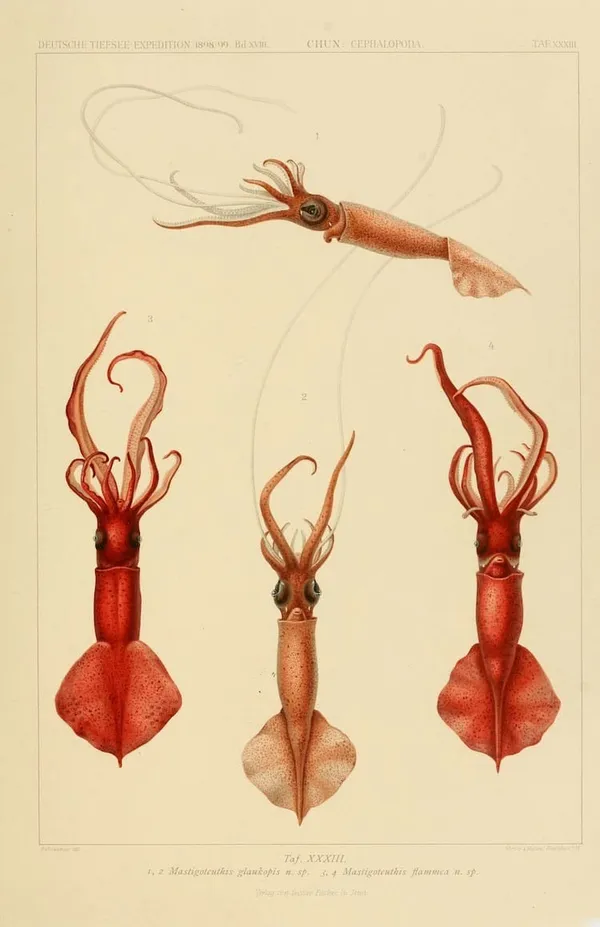 深海生物古插畫08.jpg