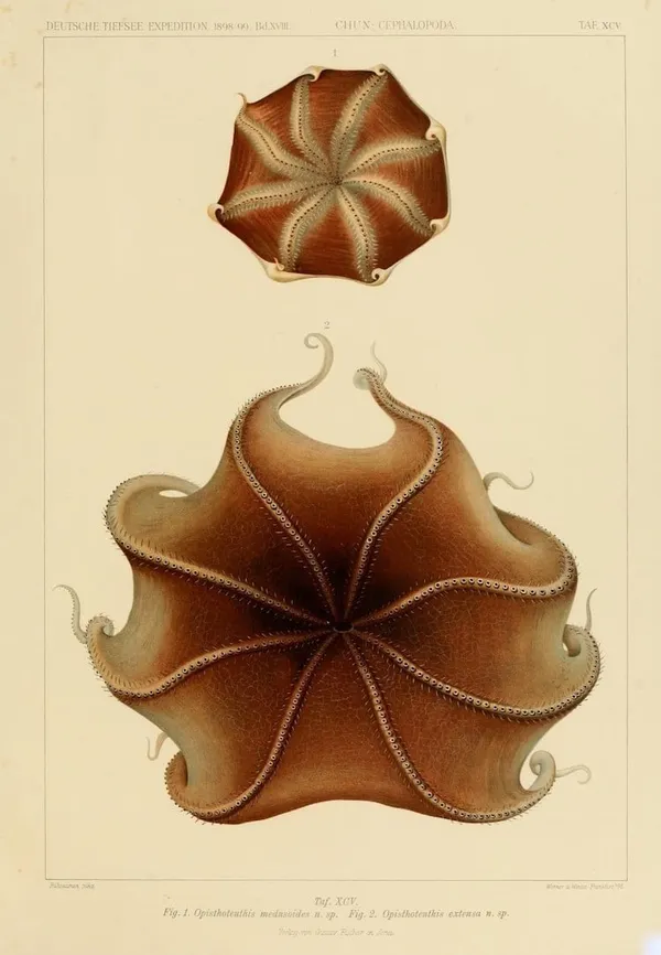 深海生物古插畫10.jpg