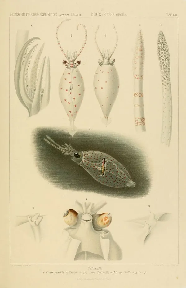 深海生物古插畫11.jpg