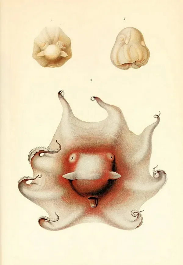 深海生物古插畫13.jpg