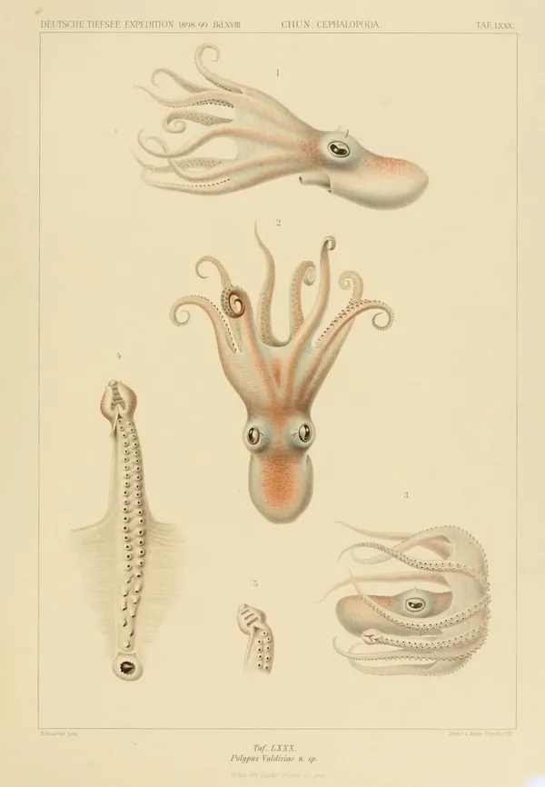 深海生物古插畫14.jpg