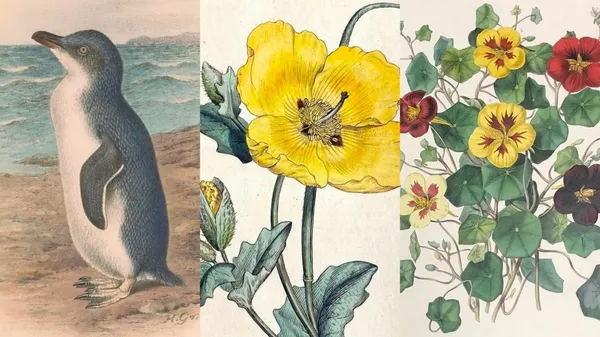 5 個值得追蹤的「古董動植物插畫」IG 帳號！專業圖書館、研究學者、超級收藏家帳號通通追起來