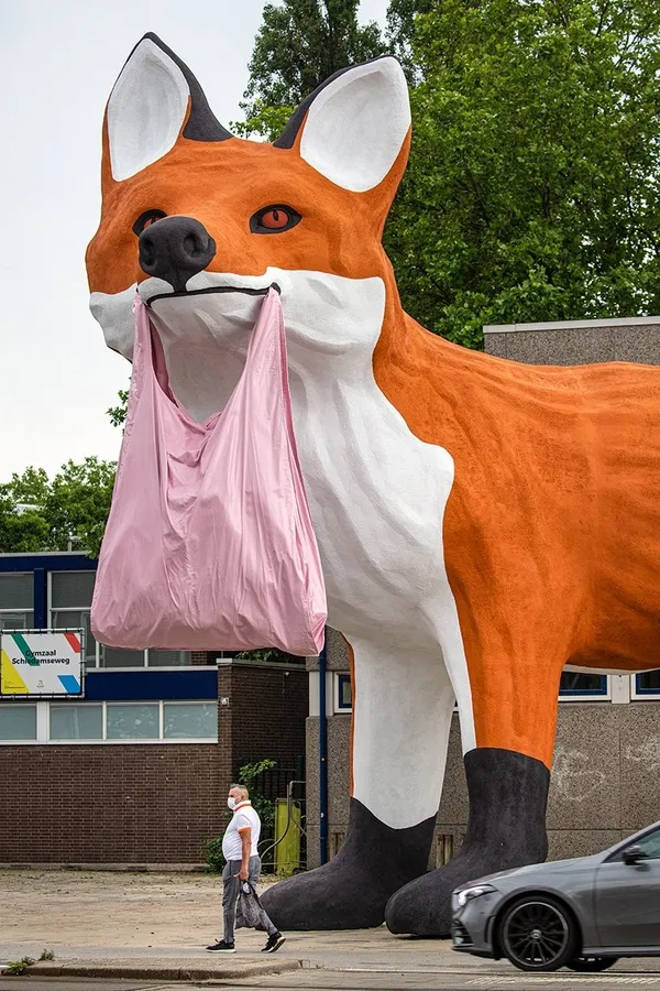 霍夫曼 狐狸 Bospolder Fox 03.jpg