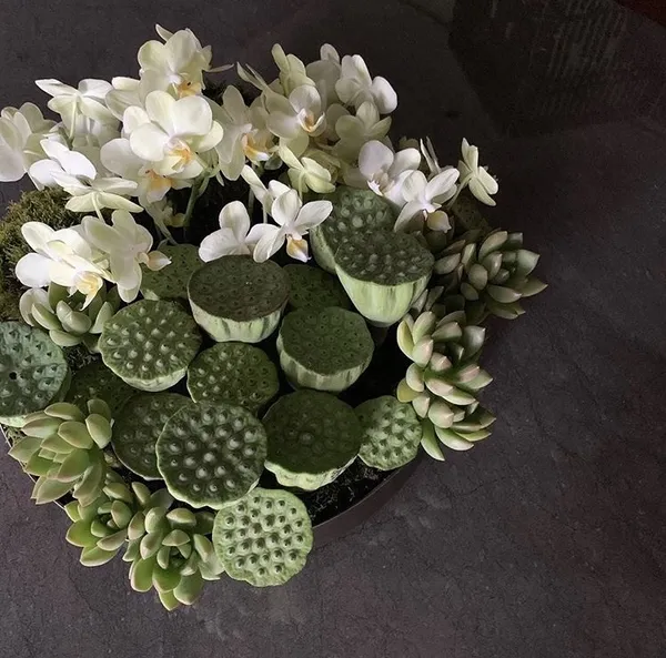CNFlower.jpg