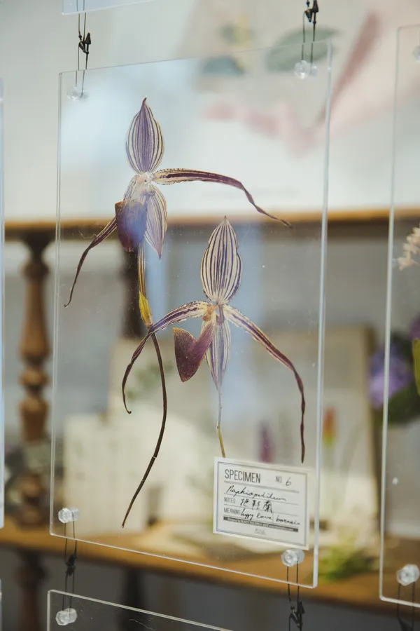 小黑尾巴-礦石上的植物圖鑑-630A7534.jpg