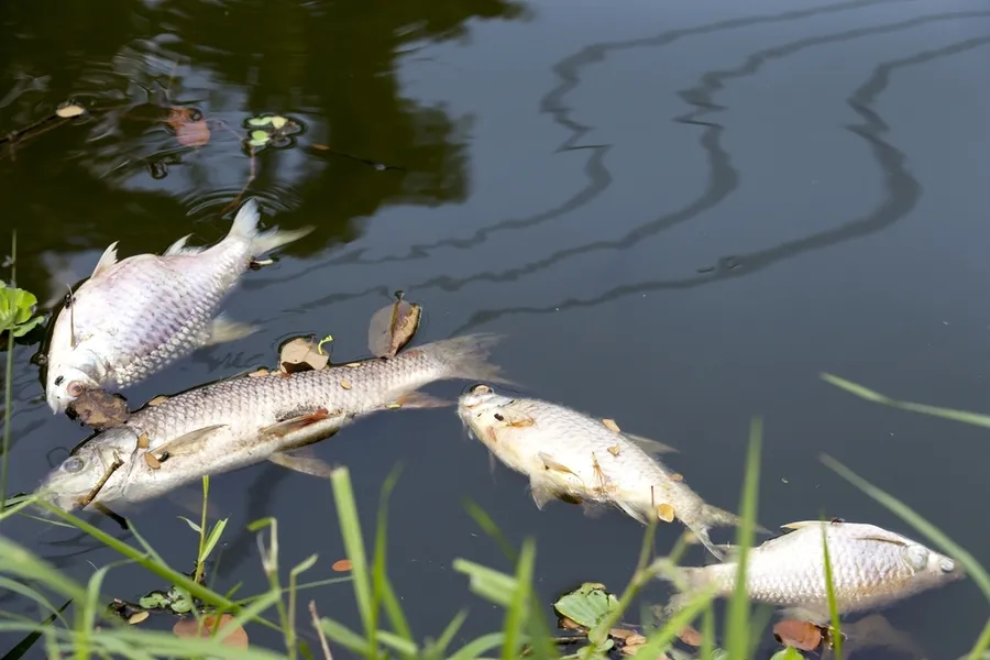 大數據預測河川死魚？環保署導入AI水質感測器，即時抓偷排廢水