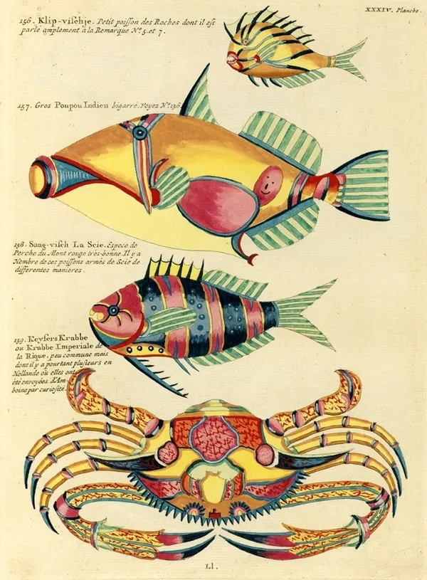 Louis Renard 魚插畫 01.jpg