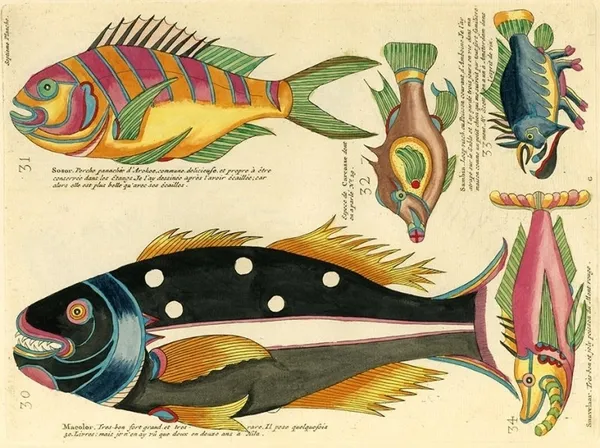 Louis Renard 魚插畫 03.jpg