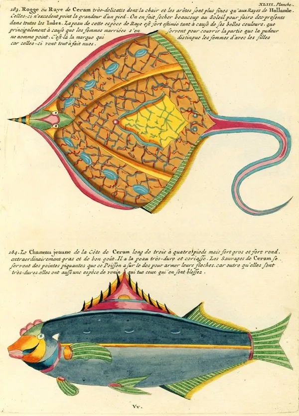 Louis Renard 魚插畫 05.jpg