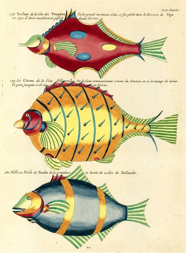 Louis Renard 魚插畫 06.jpg