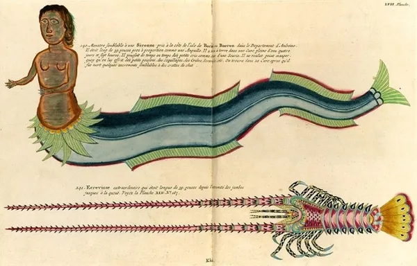 Louis Renard 魚插畫 08.jpg