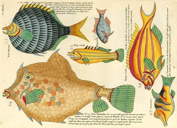 Louis Renard 魚插畫 09.jpg