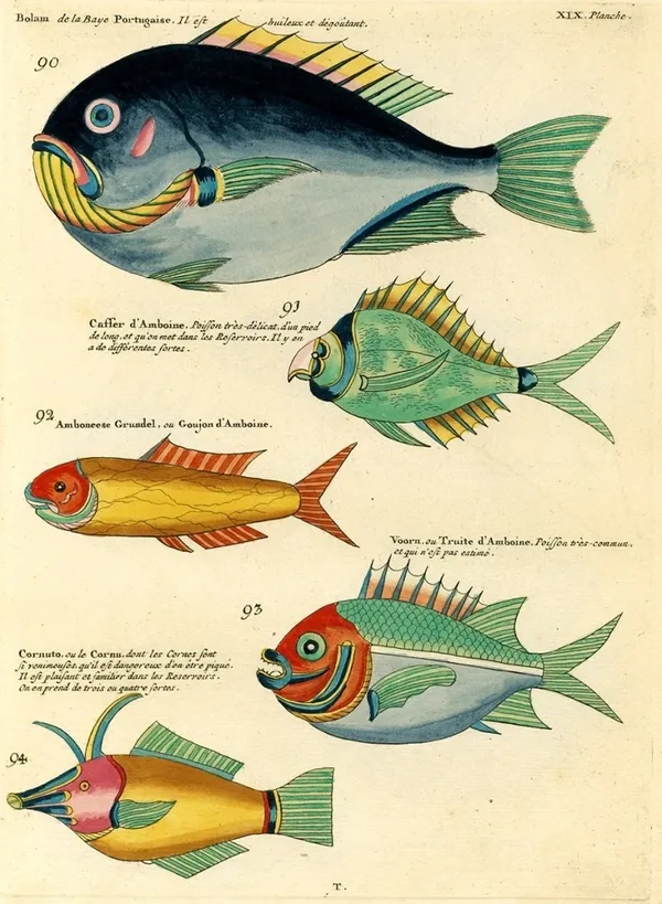 Louis Renard 魚插畫 12.jpg
