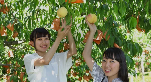 虎航