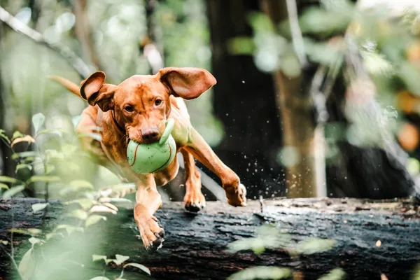 pexels-chepté-cormani-3013467_dog_animal.jpg