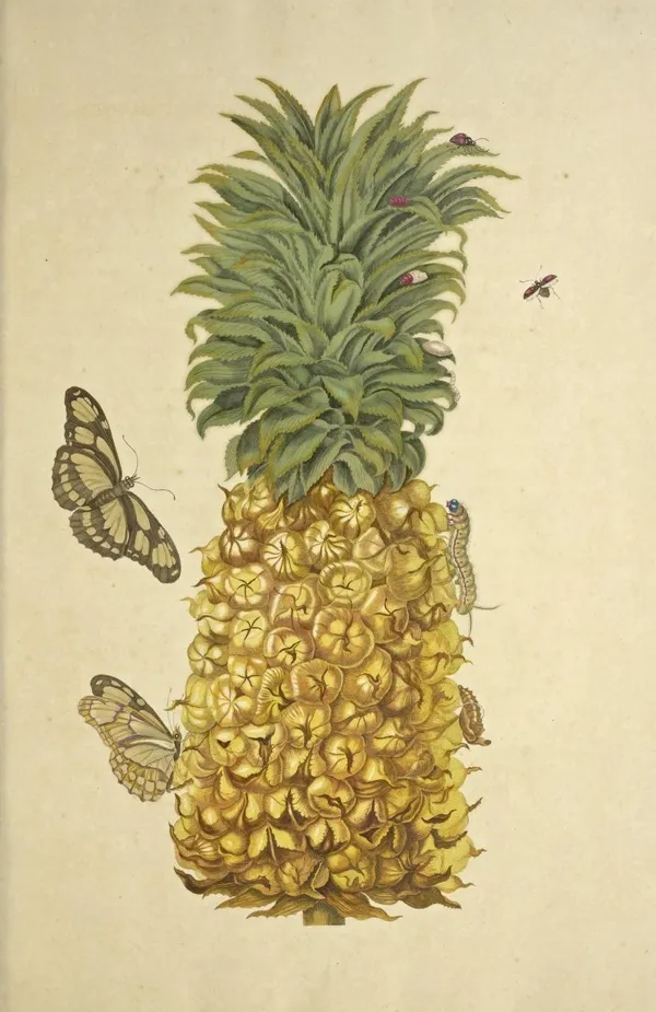 MARIA SIBYLLA MERIAN 01.jpg