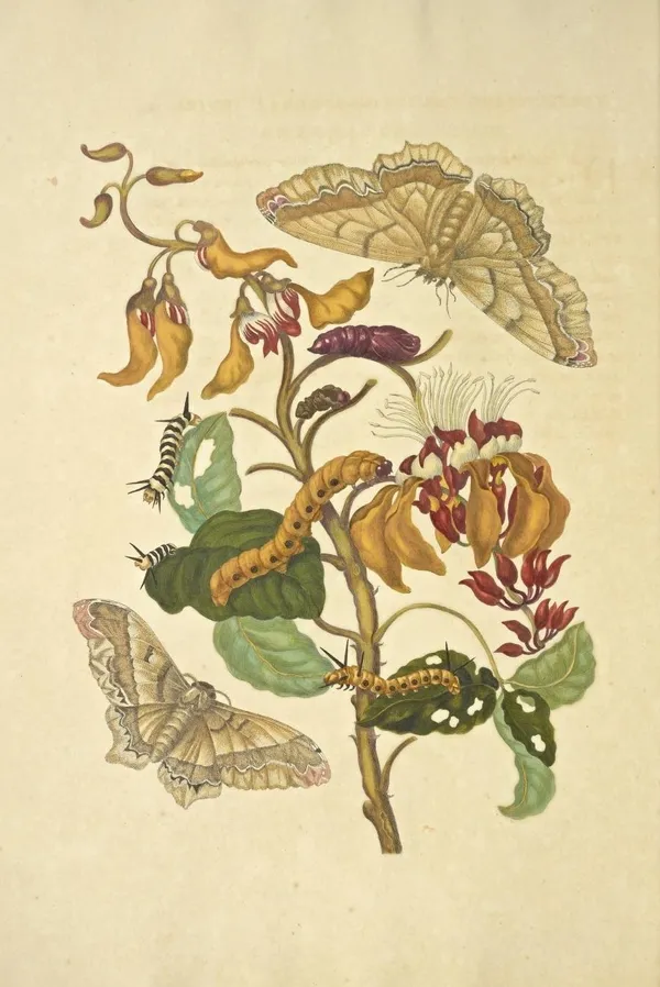 MARIA SIBYLLA MERIAN 02.jpg