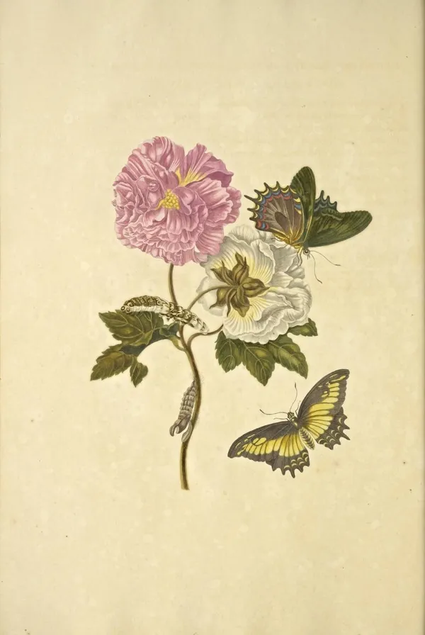 MARIA SIBYLLA MERIAN 05.jpg