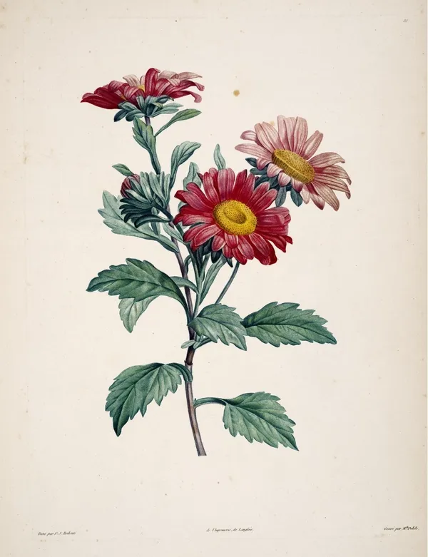 PIERRE-JOSEPH REDOUTÉ_03 bhl.jpg