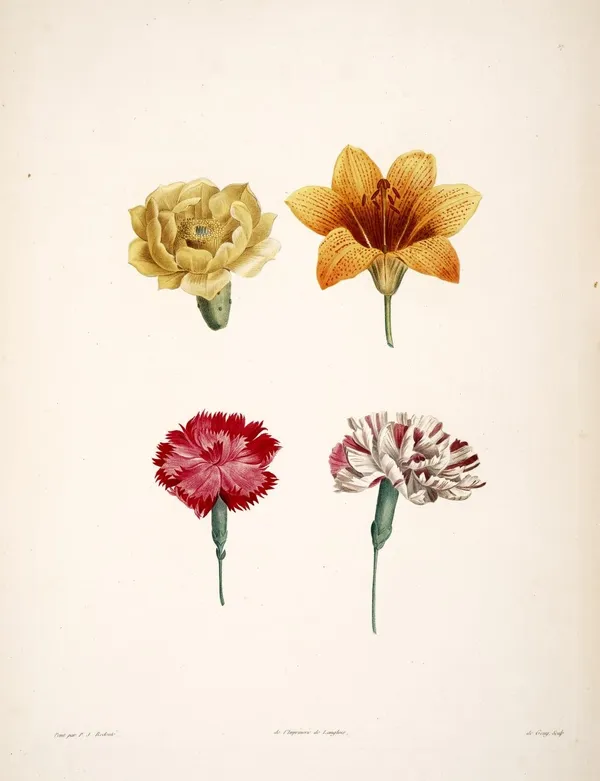 PIERRE-JOSEPH REDOUTÉ_04 bhl.jpg